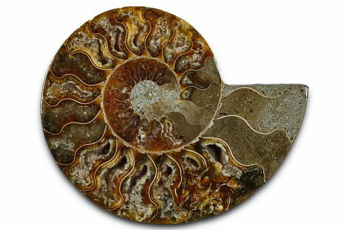 Cut & Polished Ammonite Fossil (Half) - Madagascar #364882